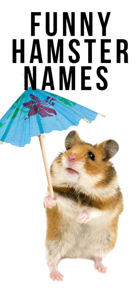 Hamsters Video, Hamster Pics, Funny Hamster, Hamster Names, Funny Hamsters, Funny Names, Dump A Day, Cute Hamsters, Cute Names