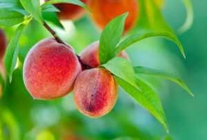 Peach Tree Diseases, Fruit Cocktail Tree, Growing Peach Trees, Garden Checklist, Tree Branch Wall, Peach Tree, Peach Fruit, Fast Growing Trees, Peach Trees