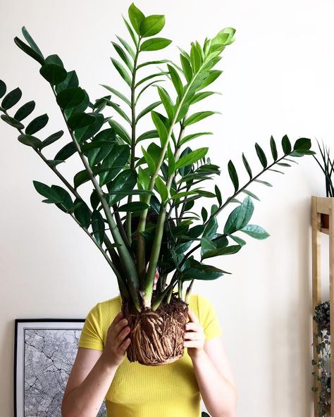 Plant Portrait: The ZZ Plant | Leaf and Paw Zzz Plant, Plant Portrait, Zz Plant Care, Zz Plant, Plant Problems, Inside Plants, Indoor Plant Care, Low Light Plants, Plant Decor Indoor