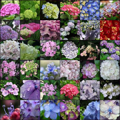 Hydrangeas Hydrangea Varieties, Bigleaf Hydrangea, Pink Hydrangeas, Hydrangea Blue, Hydrangea Bloom, Dried Hydrangeas, Hydrangea Garden, Hydrangea Paniculata, Hydrangea Macrophylla