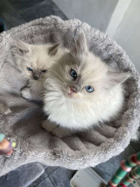 Cute Cats Ragdoll, Söt Katt, Cute Cats Photos, White Kittens, Pretty Animals, Fluffy Animals, Cute Animal Photos, Cute Cats And Dogs