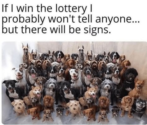 Win The Lottery, The Lottery, Funny Dog Memes, Winning The Lottery, Funny Animal Memes, Dog Quotes, Funny Animal Pictures, Dog Memes, I Win