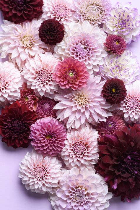 Flower Dahlia, Dalia Flower Aesthetic, Dahlias Aesthetic, Dahlia Wallpaper Iphone, Dahlia Aesthetic, Dahlia Wallpaper, Dahlia Phone Wallpaper, Dahlia Pink, Pink Dahlia Flower