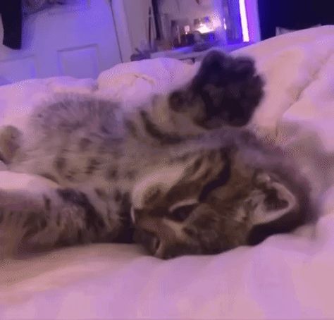 Gif Cute, Pretty Gif, Highest Heels, Cute Little Kittens, Kitten Gif, Cat Icon, Cute Cat Gif, Cute Anime Profile Pictures, Silly Animals