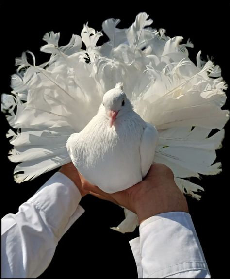 Indian Fantail Pigeon, Pretty Pigeon, Pigeon Aviary, Pet Dove, Ringneck Dove, Fantail Pigeon, Fancy Pigeon, Willow Ptarmigan, Cute Pigeon