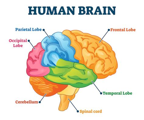 Anatomy Labeled, Circulatory System For Kids, Human Brain Diagram, Brain Diagram, Troom Troom, Brain Vector, Brain Parts, Brain Drawing, Occipital Lobe