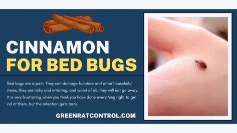 Bed Bug Repellent, Bed Bugs How To Get Rid Of, Bed Bug Bites Remedies, Natural Bed Bug Repellent, Bed Bugs Bites, Getting Rid Of Bed Bugs Fast, Bed Bugs Essential Oils, Bed Bug Remedies, What Kills Bed Bugs