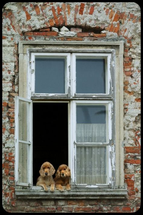 Old Brick Building, An Open Window, Dog Window, Cottage Windows, Heartwarming Pictures, English Cocker, English Cocker Spaniel, Old Windows, Brick Building