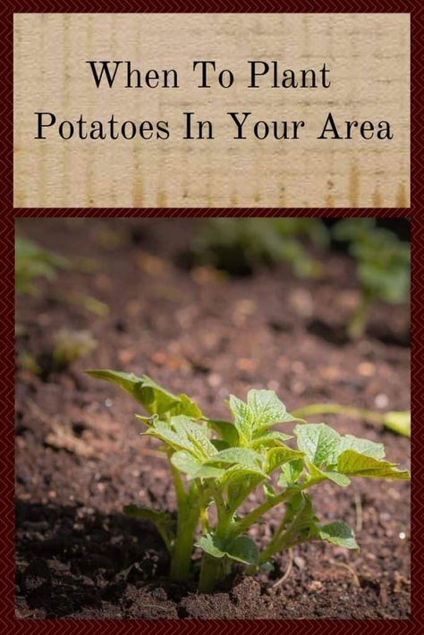 When To Plant Potatoes Zone 7, When To Plant Potatoes In Zone 8, When To Plant Sweet Potatoes, Fall Potatoes, When To Plant Potatoes, Zone 8 Plants, Garden Potatoes, Growing Basil Indoors, Potato Planting