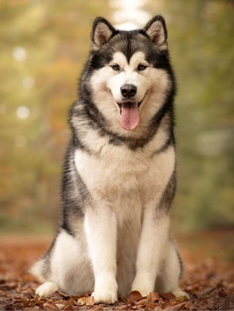 Haski Dog, Husky Breeds, Working Dogs Breeds, Big Dog Breeds, Cute Husky, Really Cute Dogs, Alaskan Malamute, Large Dog Breeds, Wolf Dog