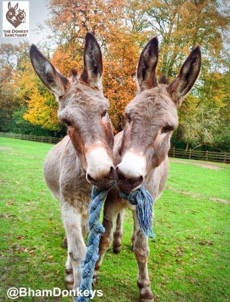 DIY Rope Donkey Toy - petdiys.com Donkey Toys, Donkey Care, Dog Rope Toy, Animal Enrichment, Baby Donkey, Mini Donkey, Miniature Donkey, Cute Donkey, A Donkey