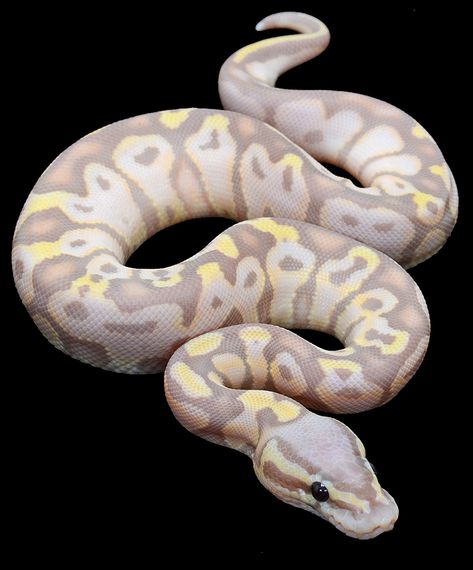 Banana Pastel Ball Python, Cool Snakes, Python Snake, Pretty Snakes, Ball Python Morphs, Snake Lovers, Cute Snake, Reptile Snakes, Beautiful Snakes