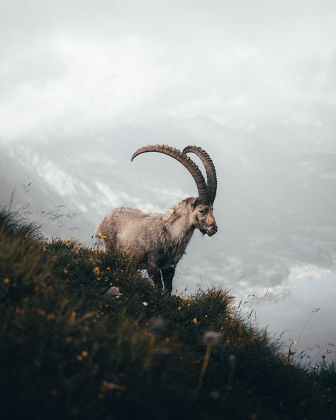 white mountain goat on green grass field near river photo – Free Animal Image on Unsplash G.o.a.t Wallpaper, Feather Photo, Alpine Ibex, Capricorn Aesthetic, Capricorn Goat, Capricorn Season, Paws And Claws, Mountain Goat, White Feather