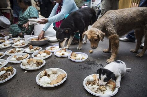 Humane Sociaty International’s Animal Rescue Team deployed to Kathmandu, Nepal on April 30, 2015, to offer emergency animal welfare aid following a devastating 7.8 magnitude earthquake. In this image released May 8, 2015, Gyanu Devla, a local Nepali woman known as “Dog Mother,” and her supporters feed street dogs in Kathmandu, Nepal. Gyanu and her supporters held a memorial for the dogs that died in the earthquake, and prepared a special meal for the survivors, which they delivered to street dog Nepal People, Cute Animal Memes, Human Kindness, Touching Stories, Faith In Humanity Restored, Humanity Restored, Sweet Stories, Cute Stories, Amazing Animals