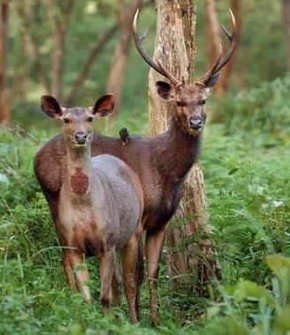 The Sambar deer (Rusa unicolor) is a deer species natively found in Southeast Asia south of the Himalayas from the Indian subcontinent in the West to southern China (including Hainan Island) in the East. Sambar Deer, Wildlife Facts, Deer Species, Wildlife Protection, Marine Mammals, Cute Animal Pictures, Wild Animals, Pet Birds, Mammals