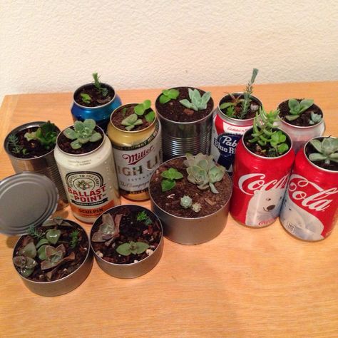 Using old beer cans (or soda) for a potted plant. (no instructions) Old Beer Cans Ideas, Upcycling Decor, Old Beer Cans, Soda Can Art, Soda Can Crafts, Medicinal Tea, Plant Pot Diy, Cheap Christmas Gifts, Beer Cans