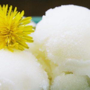 Dandelion Flower Sorbet Recipe Dandelion And Burdock, Sorbet Recipe, Medicinal Tea, Foraging Recipes, Ice Cream Maker Recipes, Edible Wild Plants, Foraged Food, Sorbet Recipes, The Dandelion