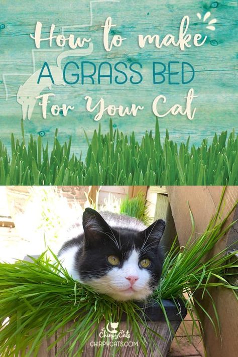 Cat Grass Diy, Cat Grass Indoor, Grass Bed, Cat Enrichment, Cat Patio, Cat Grass, Cats Diy Projects, Cat Enclosure, Organic Soil