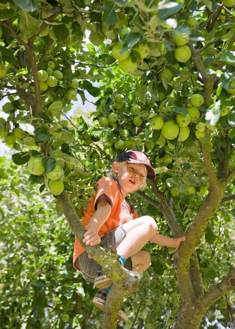 Stock image of 'A young boy climbing an apple tree' Climbing A Tree Drawing, Climbing Drawing Reference, Climbing Tree Illustration, Climbing A Tree, Climb A Tree, On His Knees, Lucky Boy, Climbing Trees, Kids Climbing