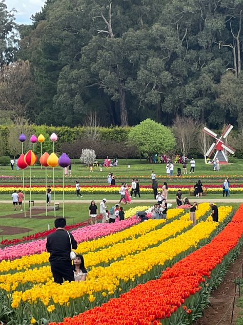 '23 tulip festival Skagit Valley Tulip Festival, Skagit Valley, Tulip Festival, Canberra, Farmer, Tulips, Festival, Quick Saves