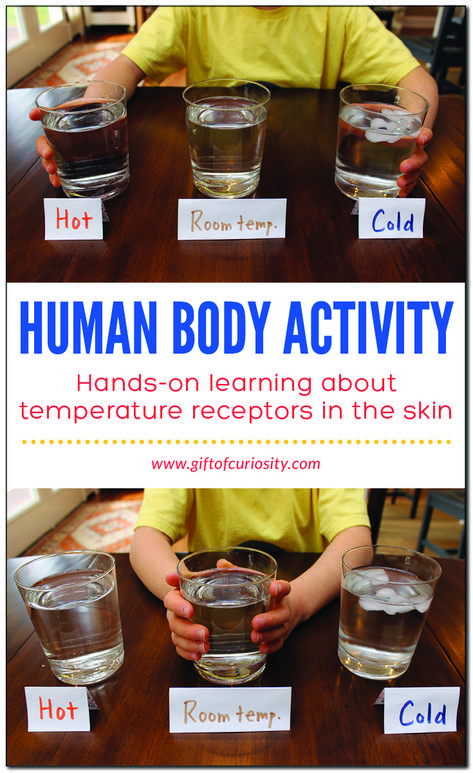 Skin Stem Activities, 5 Senses Activities Middle School, Preschool Body Activities, Teaching Temperature, Human Body Activities For Kids, Human Body Lesson, Human Body Unit Study, Human Body Projects, Body Science