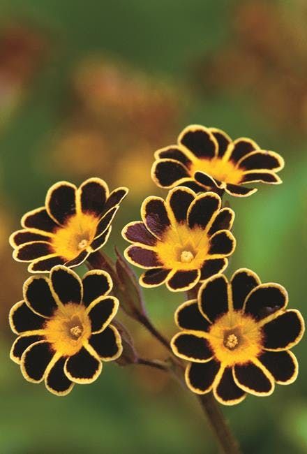 Garden Fancy, Primula Auricula, Pot Garden, Beautiful Flowers Photography, Unusual Flowers, Flowering Plants, Flowers Art, Gold Lace, Exotic Flowers