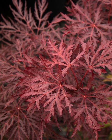 Monrovia on Instagram: "Three to plant right now 👉 Straight from our webinar on how to refresh your garden this season, we bring you three top shrubs for both #fallplanting and fall color. Which is your favorite — 1️⃣, 2️⃣ or 3️⃣? 1️⃣ Velvet Viking™ Japanese Maple (Acer palmatum), Zones 4-9 — that growing range isn't a typo: this really is our most-cold hardy Japanese maple AND a 🌟 Monrovia exclusive. Yes, technically a tree, but this weeping dwarf form is small enough to grow in a container. Monrovia Plants, Large Flower Pots, Plant Catalogs, Extreme Close Up, Shrub Roses, Woodland Garden, Sun And Water, Japanese Maple, Fall Plants