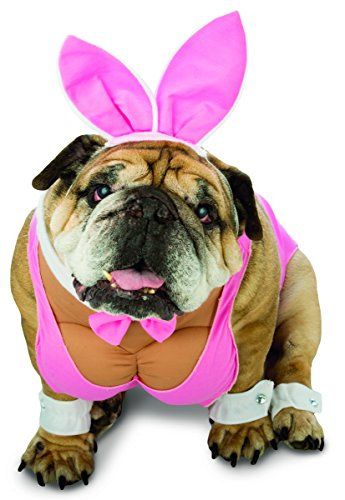 Best Dog Halloween Costumes, Bunny Pet, Dog Costumes Funny, Hunny Bunny, Pet Halloween Costumes, Dog Halloween Costumes, Pet Day, Dog Costumes, Dog Costume