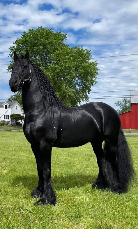 Rare Horses, Stallion Horses, Beautiful Horse Pictures, Big Horses, Horse Aesthetic, Black Horses, Most Beautiful Horses, Friesian Horse, Majestic Horse