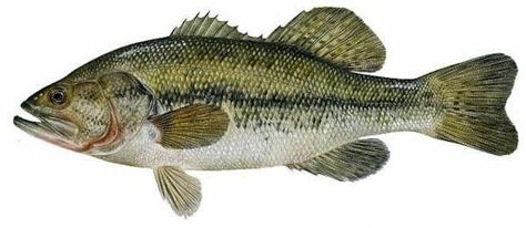 Best Fish For Aquaponics, Smallmouth Bass Fishing, Black Bass, Flathead Lake, Smallmouth Bass, Bass Fishing Tips, Bass Fish, Fishing Techniques, All Fish