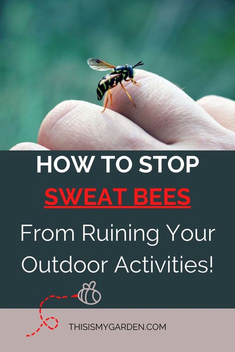 Up close image of a sweat bee on a person's hand. From thisismygarden.com. Sweat Bee Repellent, How To Treat A Bee Sting, Bee Repellent, Dog Stung By Bee, Pollinating Flowers, Sweat Bees, Stop Sweating, Bee Traps, Peppermint Plants