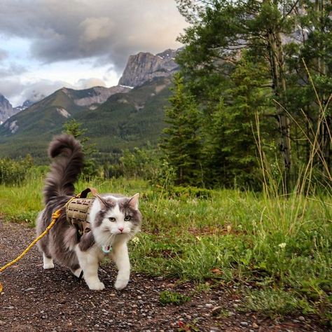 This Is Gary, The Meowntaineering Rescue Cat And His Adventures Are Adorable Hiking Cat, Models Posing, Camping With Cats, Adventure Cat, Cat Picture, Cat Ideas, Just Tired, Cat Tattoo Designs, Cat Themed Gifts