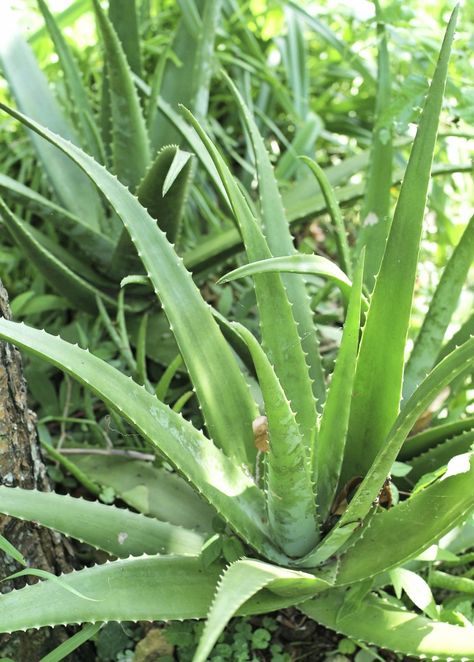 Village Vibes, Red And Orange Flowers, Fresh Aloe Vera, Plant Mama, Forest Plants, Aloe Vera Plant, Aloe Plant, Fast Growing Plants, Aloe Leaf