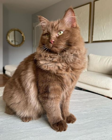 Norman The Brown Ragdoll | Cat genetics! Isn’t it fun learning about cat coloring? 🐱❤️🤎 this Ragdoll is a solid cinnamon brown #ragdoll #browncat #ragdollcat… | Instagram Chocolate Mink Ragdoll, Ginger Ragdoll Cat, Colors With Brown, Flamepoint Ragdoll Cat, All Brown Cat, Color Point Cat, Rare Cat Colors, Light Brown Cat Aesthetic, Brown Ragdoll Kitten