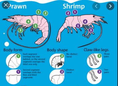 Prawn Farming, Freshwater Shrimp, Shrimp Farming, Aquaponics Greenhouse, Backyard Aquaponics, Aquaponics Fish, Aquaponics Diy, Aquaponic Gardening, Prawn Shrimp