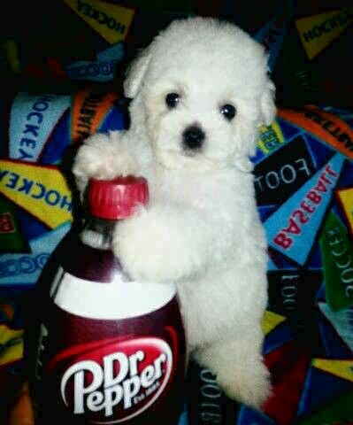 Dr Pepper, Filter, Humor, Dogs, Humour