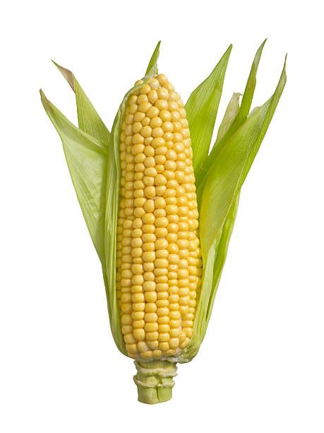 Corn Reference, Corn Picture, Corn Images, Corn Photography, Corn Photo, Vegetable Photography, Corn Stock, Ear Of Corn, Vegetables Photography