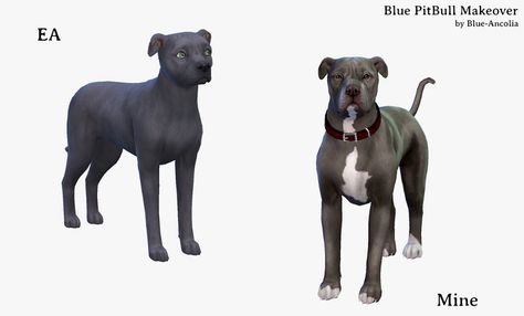 Bue PitBull Makeover (second version) Here is Gandalf, a friendly and very smart dog.. He could learn anything… If only he wanted to. cc used: . eyes by @cakenoodles . dogs nails by @sims4nexus . collar retextured by me, (you need @cakenoodles mesh) Download Gandalf here . do not reupload . do not claim as your own . please give credits if you post pictures (@blue-ancolia) . have fun !  :D click for hq Blue Ancolia, Dogs Nails, Sims Pets, Learn Anything, Dog Collar Boy, Sims Wallpaper, Casas The Sims 4, Sims 4 Gameplay, Sims 4 Teen