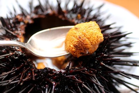 how to clean fresh uni (sea urchin) Cactus Recipe, Uni Sea Urchin, Lemon Roasted Potatoes, Unique Ingredients, Fish Recipes Baked, Ocean Scent, Clean Ocean, Fresh Salmon, My Wallet