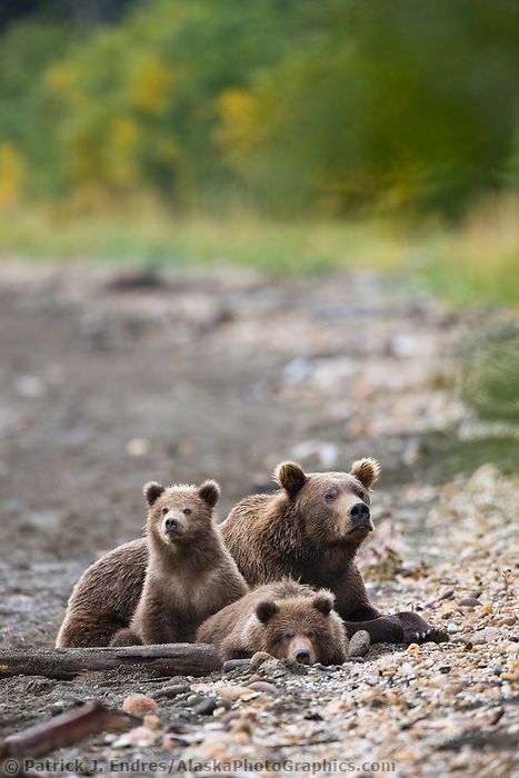 Grizzly Bear Cub, Bear Clothing, Grizzly Bears, Katmai National Park, Content Distribution, Teddy Bear Pictures, Wolf Spirit Animal, Bear Photos, Interesting Animals