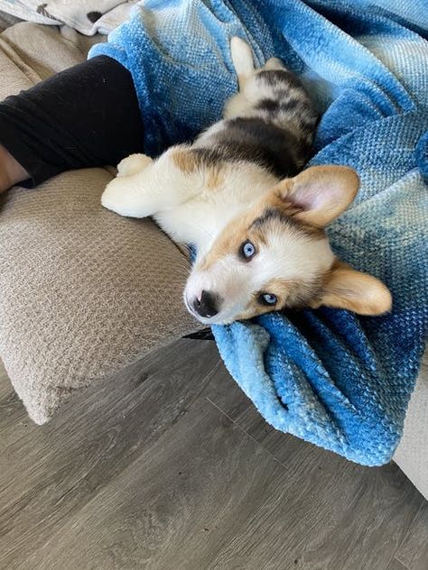 Crate Train, Therapy Dog, Corgi Puppy, Open Door, Crate Training, Therapy Dogs, How To Train, Animals And Pets, Cute Puppies