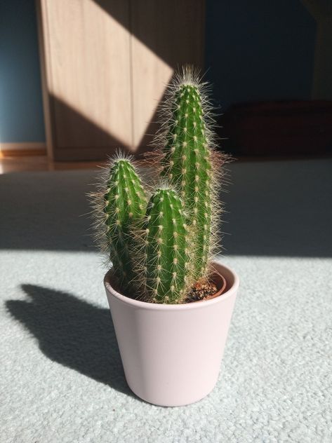 Small Cactus Plants, Baby Cactus, Small Cactus, Plant Aesthetic, House Plants Decor, Cactus Y Suculentas, Nature Plants, Pretty Plants, Diy Plants