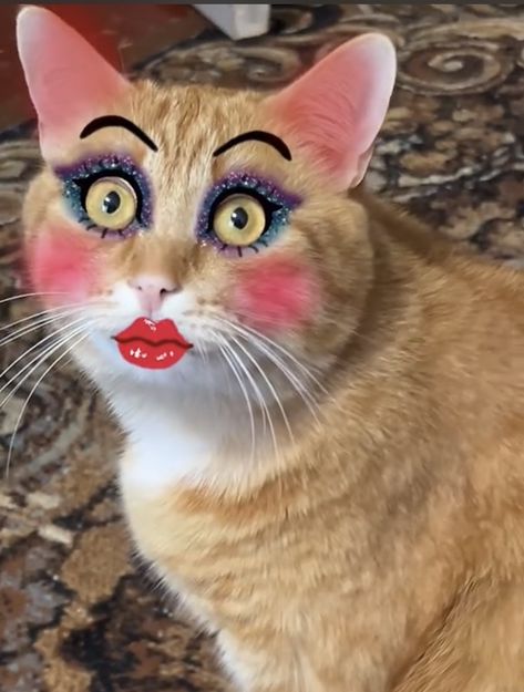 Funny Makeup, Makeup Humor, Gym Photos, Cat Funny, Funny Cute Cats, Funny Cute, Cute Cats, Funny Cats, Make Up