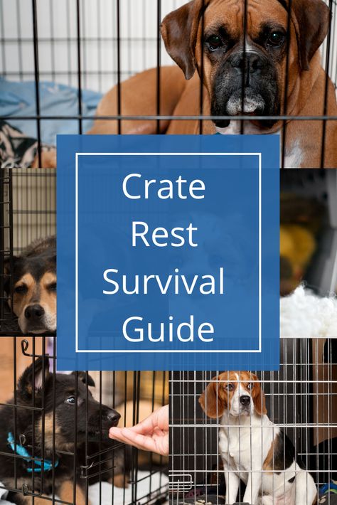 Activities For Dogs On Crate Rest, Dog Crate Enrichment, Torn Acl In Dogs, Dog Broken Leg, Torn Acl, Dog Entertainment, Dog Pants, Puppy Crate, Bored Dog