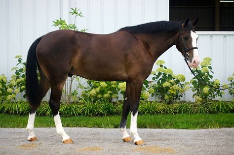 Belgian Warmblood, Muscular Shoulders, Liver Chestnut, Horse Standing, Warmblood Horses, Horse Info, Equestrian Helmet, Horse Inspiration, Horse Dressage