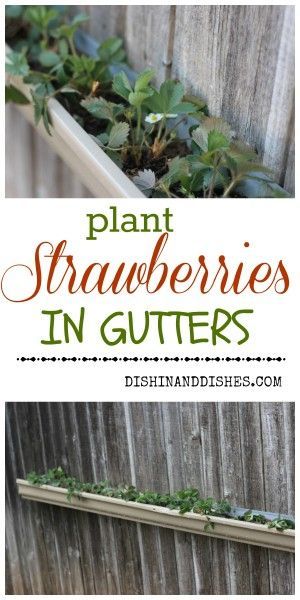 Gutter Strawberries Gutter Strawberries, Strawberries Plant, How To Plant Strawberries, Plant Strawberries, Gardening Inside, Gutter Garden, Deck Planters, Strawberry Planters, Power Bowls