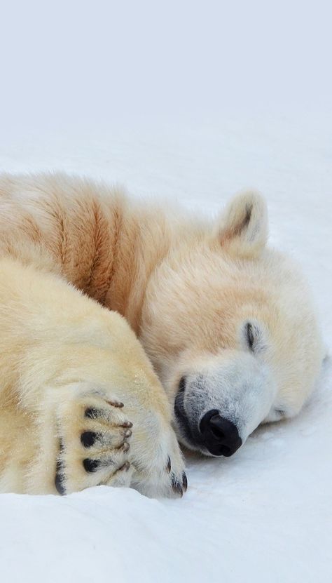 Polar Bears Wallpaper, Paul Nicklen Photography, Polar Bear Aesthetic Wallpaper, Polar Bear Background, Polar Bear Wallpaper Iphone, Polar Bear Aesthetic, Polar Bear Photography, Paul Nicklen, Polar Bear Wallpaper