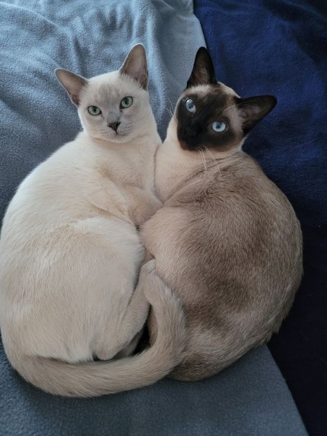 Tonkinese Cat Aesthetic, Tonkinese Cat, Dream's Cat, Gorgeous Cats, Cat Photography, Cute Cats And Kittens, Cute Cats And Dogs, Warrior Cats, Siamese Cats