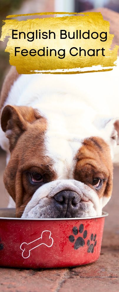 Bulldog Recipe, Olde English Bulldog Puppies, Puppy Feeding Schedule, English Bulldog Care, Best Puppy Food, Olde English Bulldogge, Make Dog Food, Medication For Dogs, Bulldog Breeds