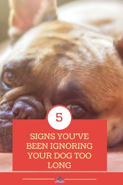 Dog health, training and behavior tips. Signs of potential behavior problems and issues. What to do if you see any of these signs. Behavior Tips, Dog Minding, Easiest Dogs To Train, Dog Behavior Problems, Cesar Millan, House Training Dogs, Pack Leader, Behavior Problems, Obedience Training